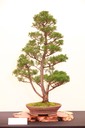10 Blaauw's juniper