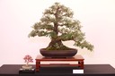 2 Coast banksia