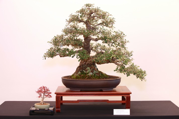 2 Coast banksia