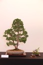 21 Shimpaku juniper