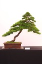 26 Dwarf Japanese garden juniper