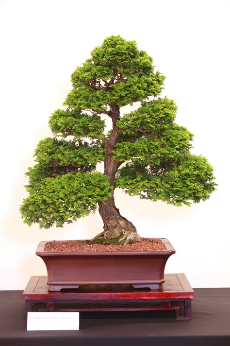 33 Dwarf hinoki cypress