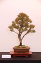 51 Paperbark