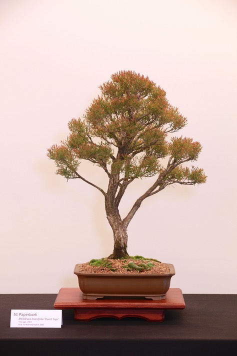 51 Paperbark