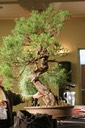 Ryan Neil Red Pine27