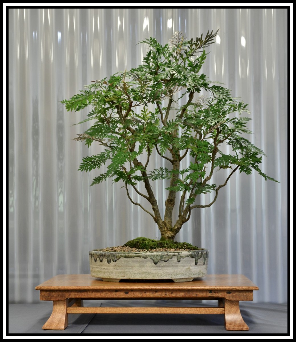 dracaena angolensis Dracaena angolensis Sansevieria cylindrica Plant  Plant Shop AE