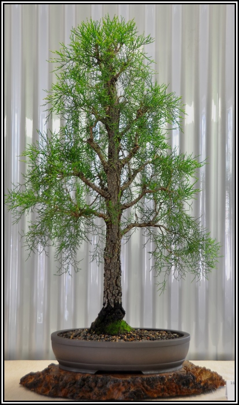 black cypress