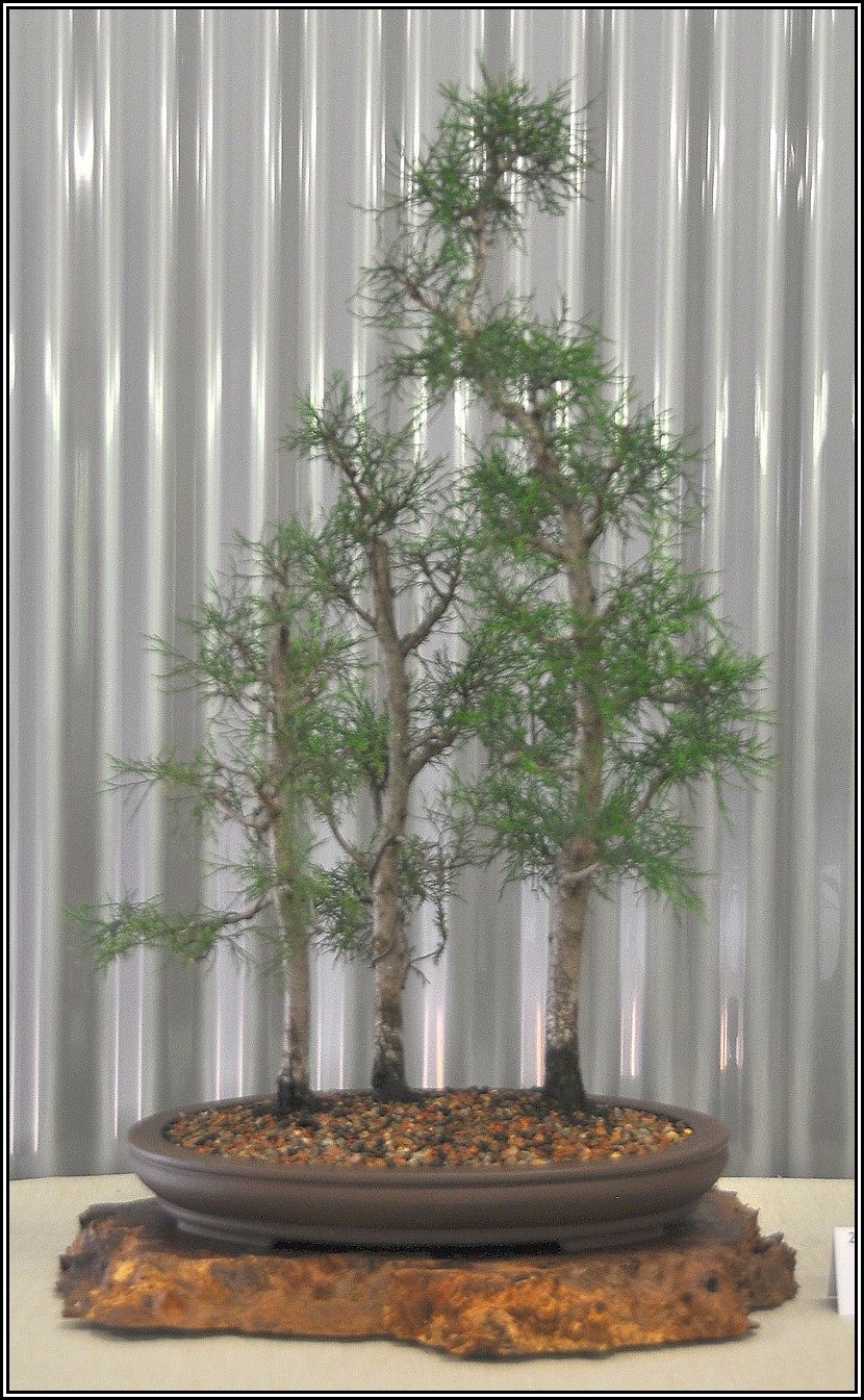 cypress