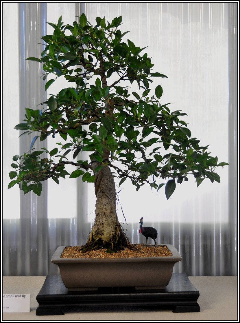 fig