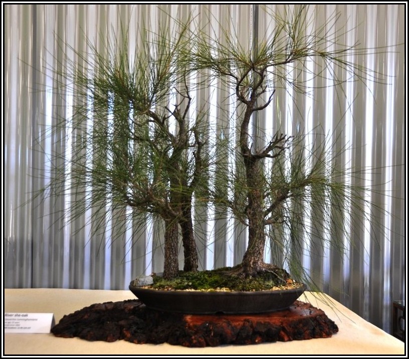 rivsheoak1