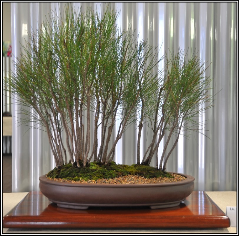 rivsheoak2