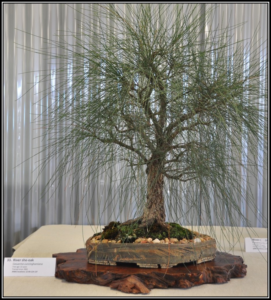 rivsheoak3