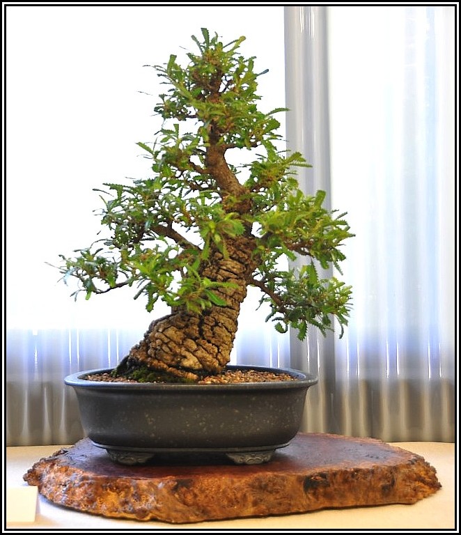 sawbanksia