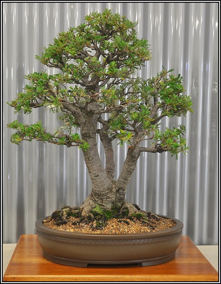 silverbanksia