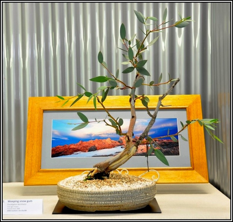 snowgum