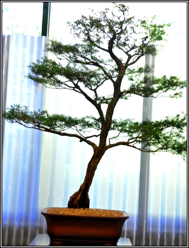 leptoteatree