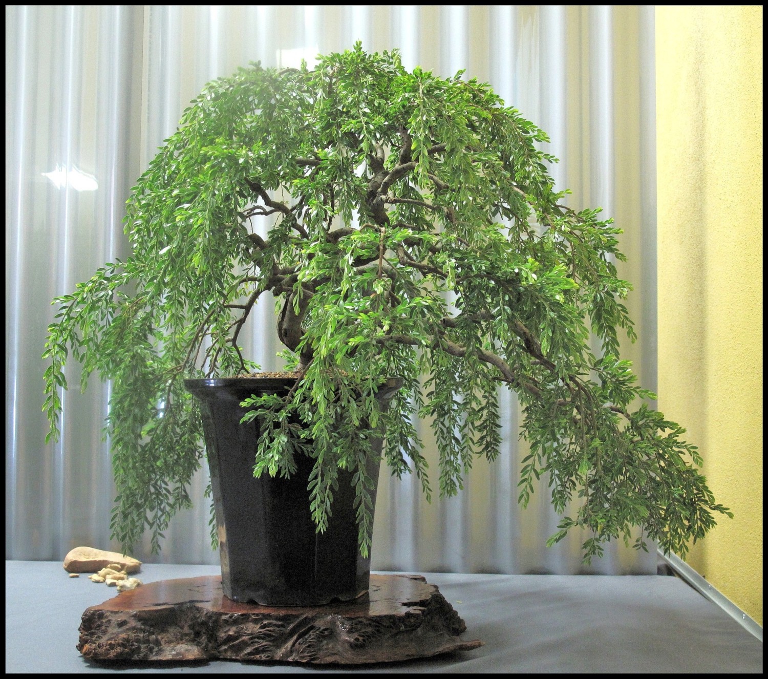 Green Dwarf Bonsai Weeping Willow Tree Cutting Kit Thick Trunk Indoor/Outdo...