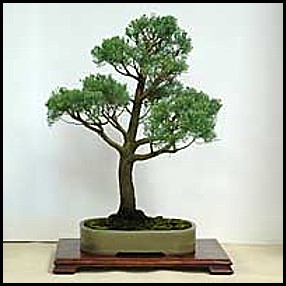 Callitris glaucophylla 2005