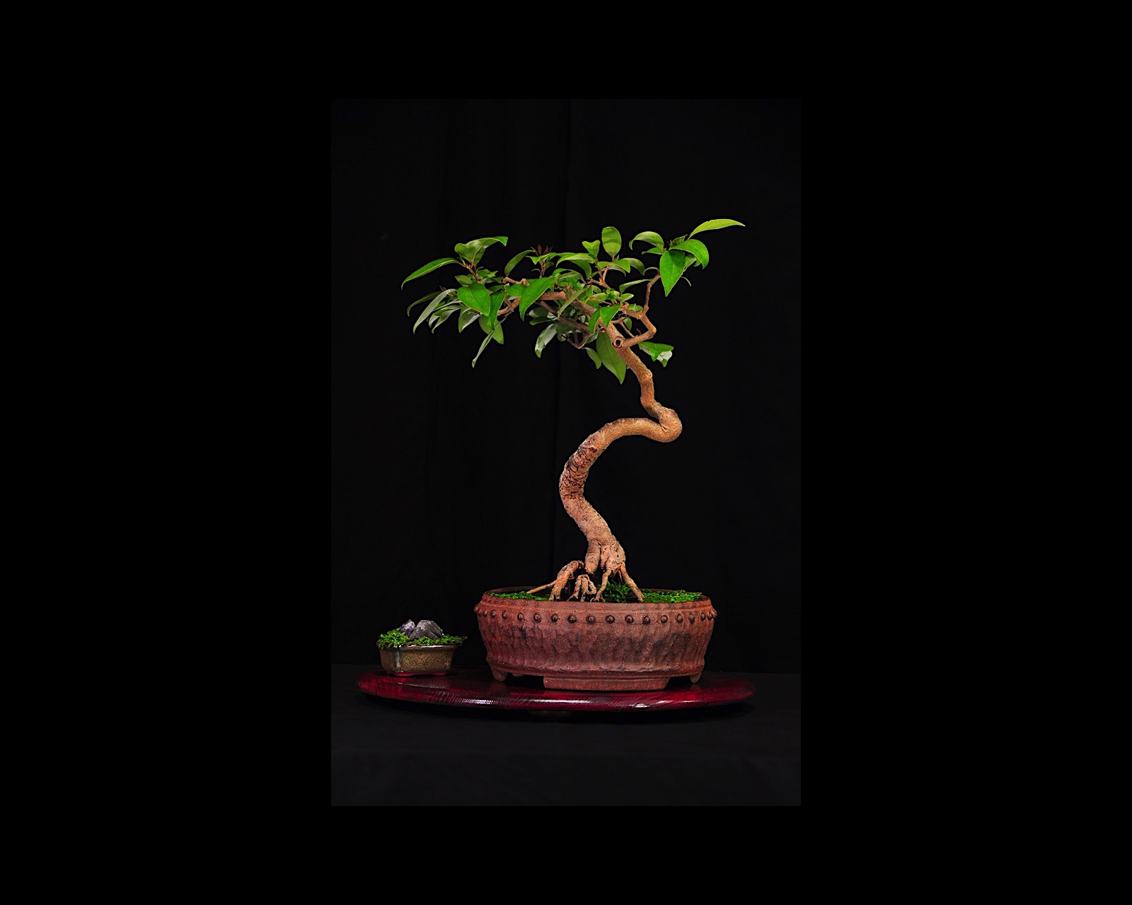 02 Broad Leaf Privet