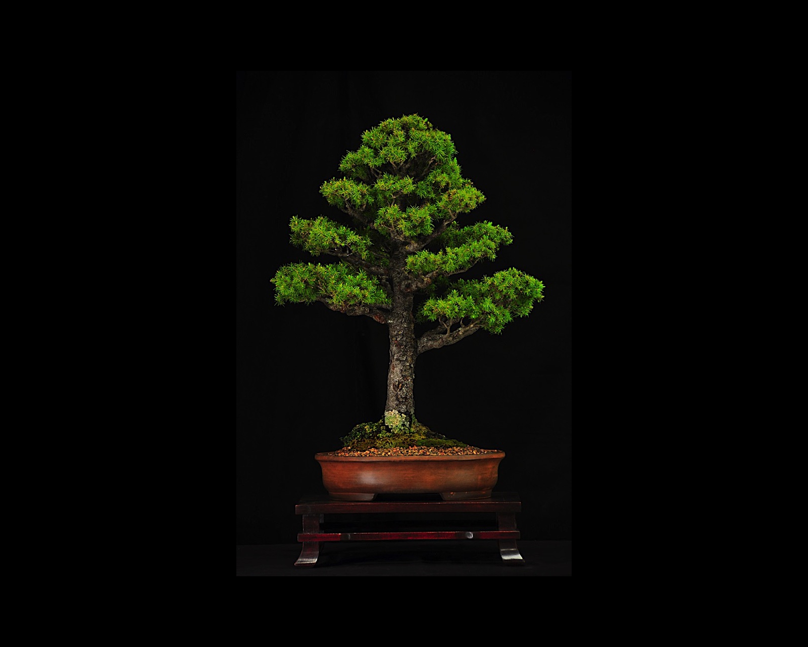 03 Alberta Spruce