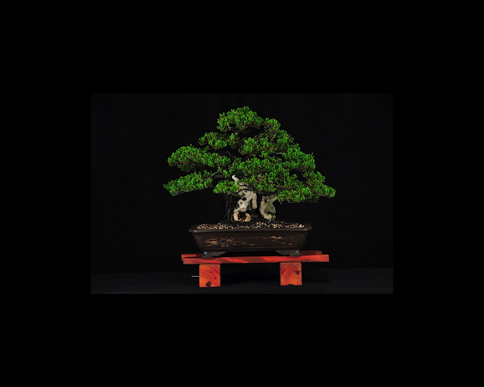 04 Japanese Garden Juniper