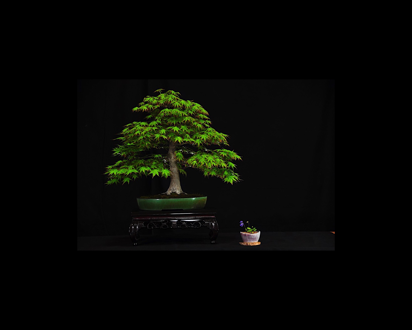 06 Japanese Maple