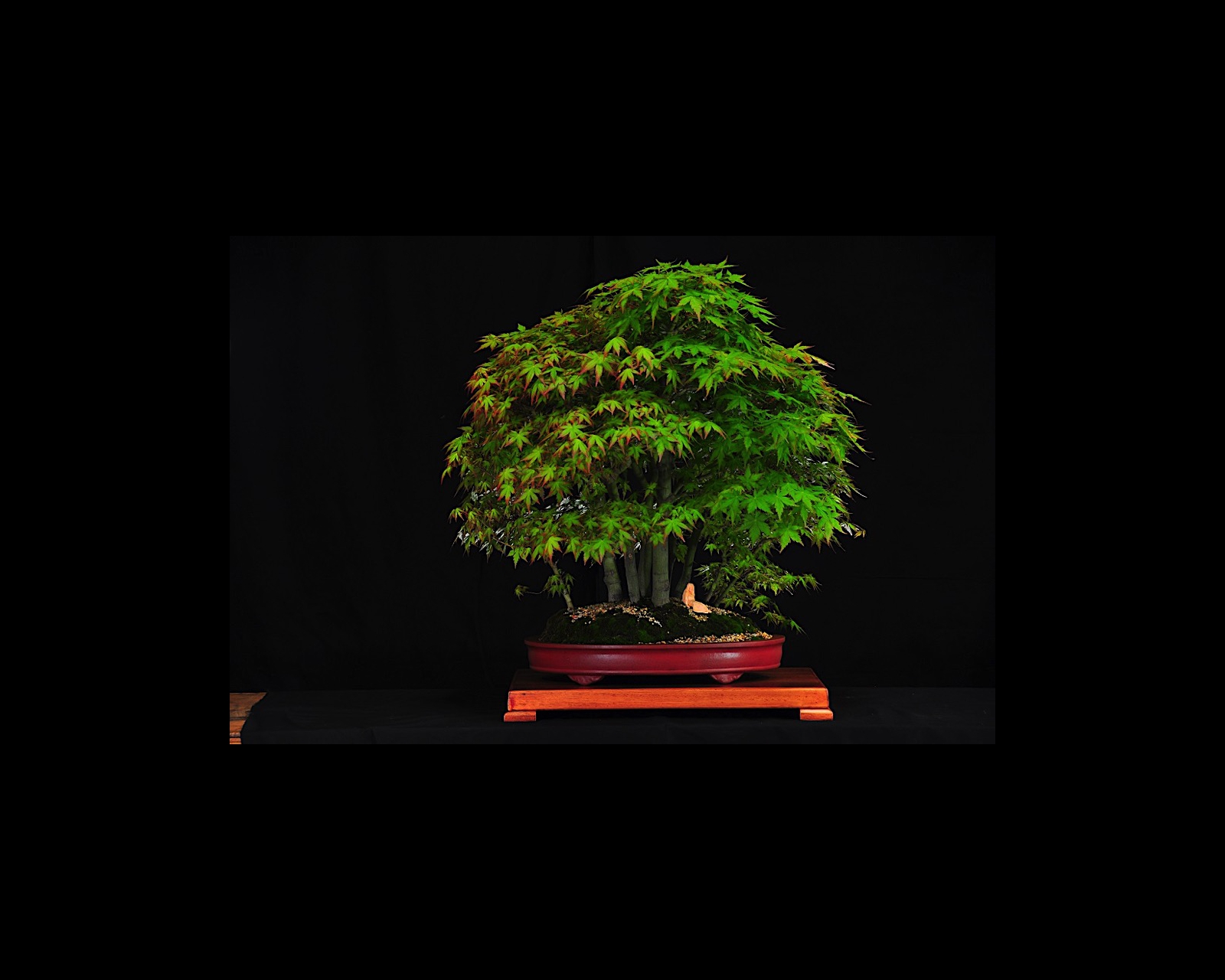 08 Japanese Maple