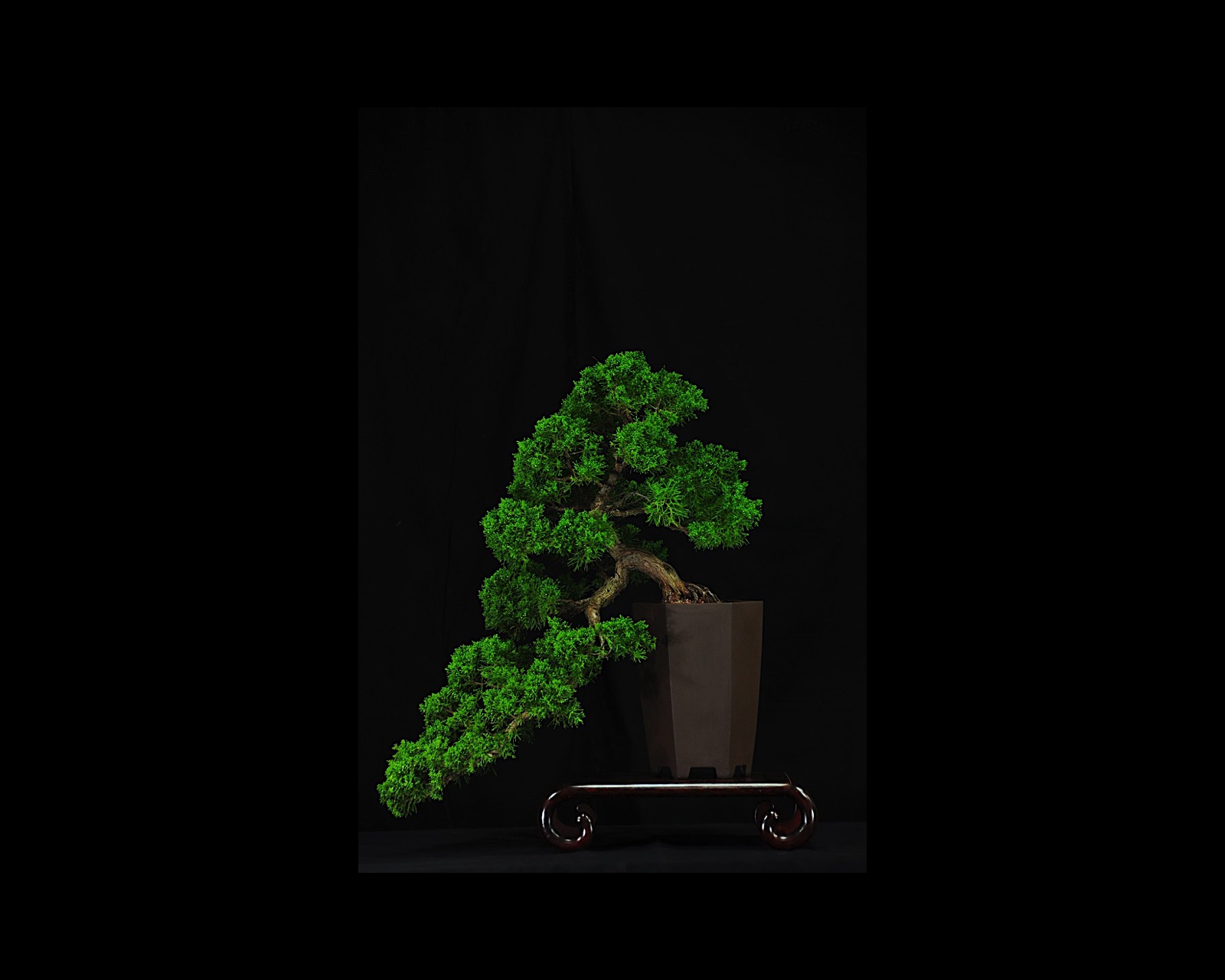 09 Shimpaku Juniper