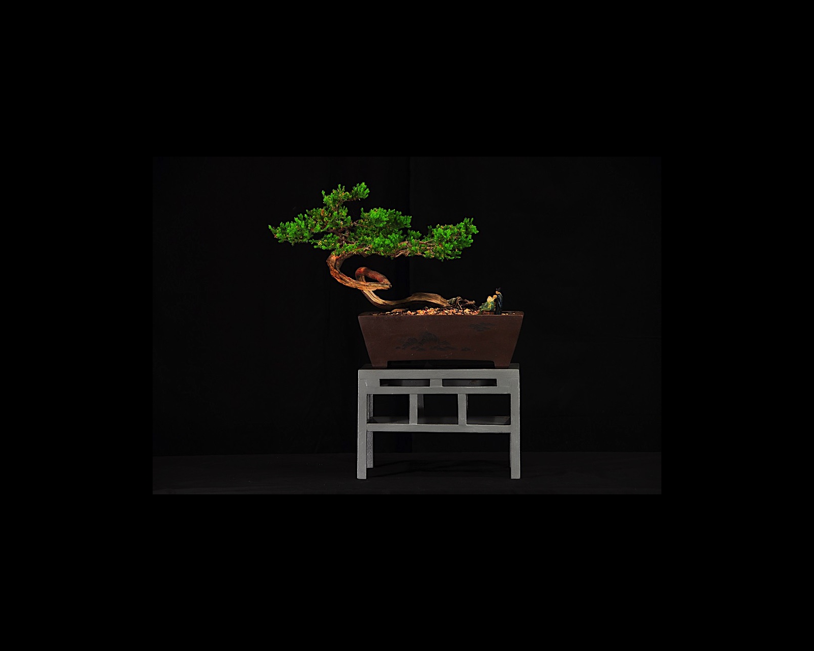 10 Japanese Garden Juniper