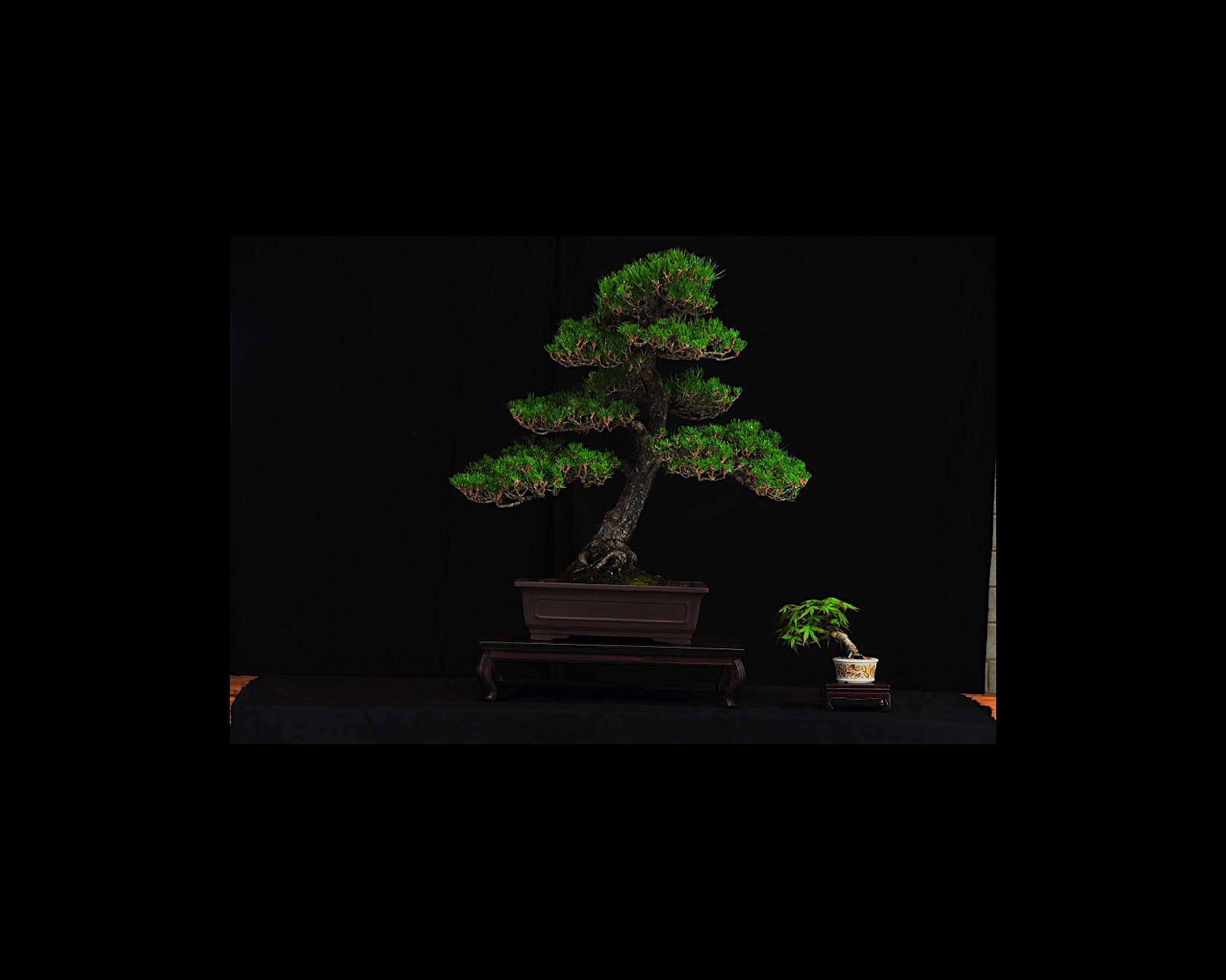 11 Japanese Black Pine