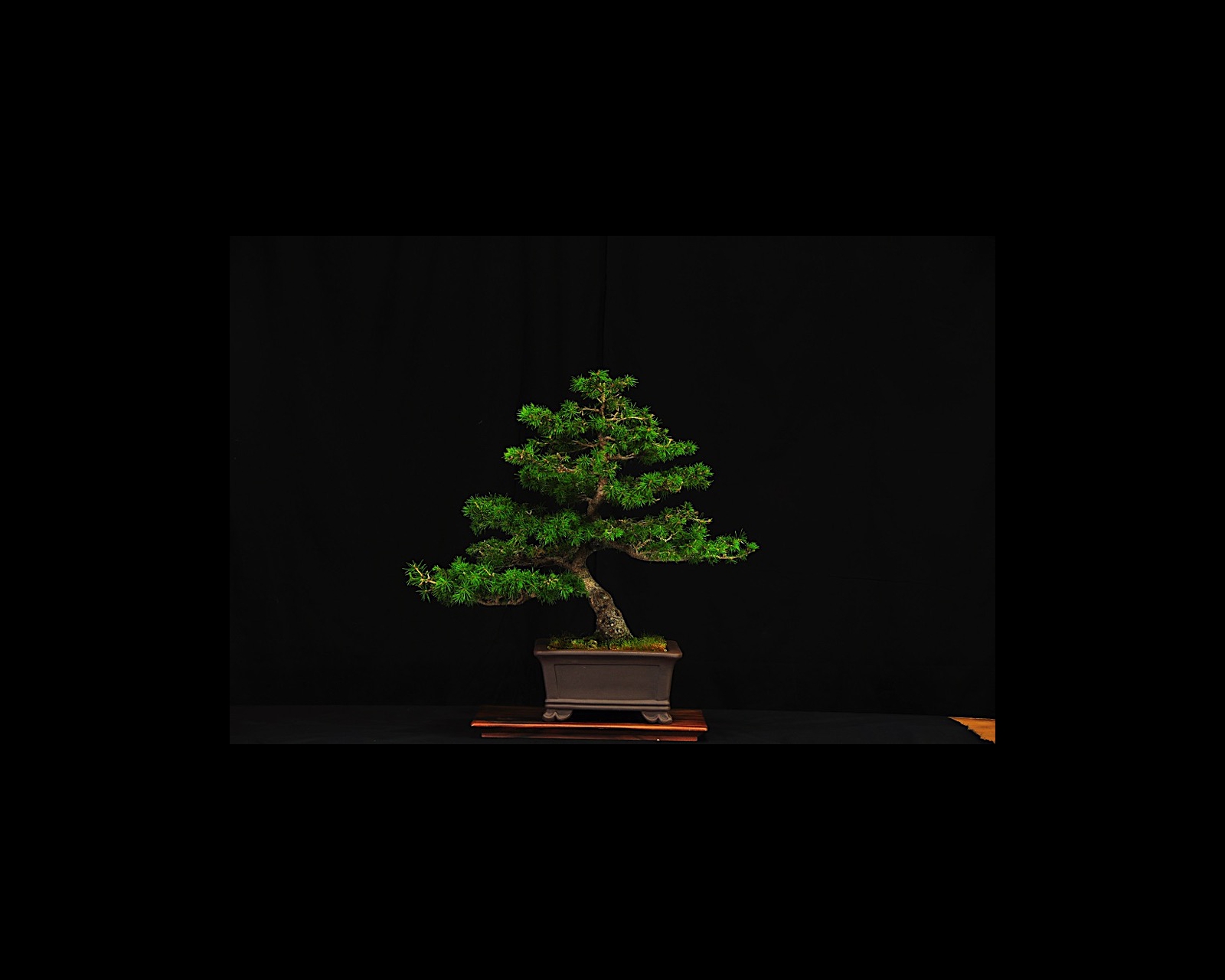 12 Spruce
