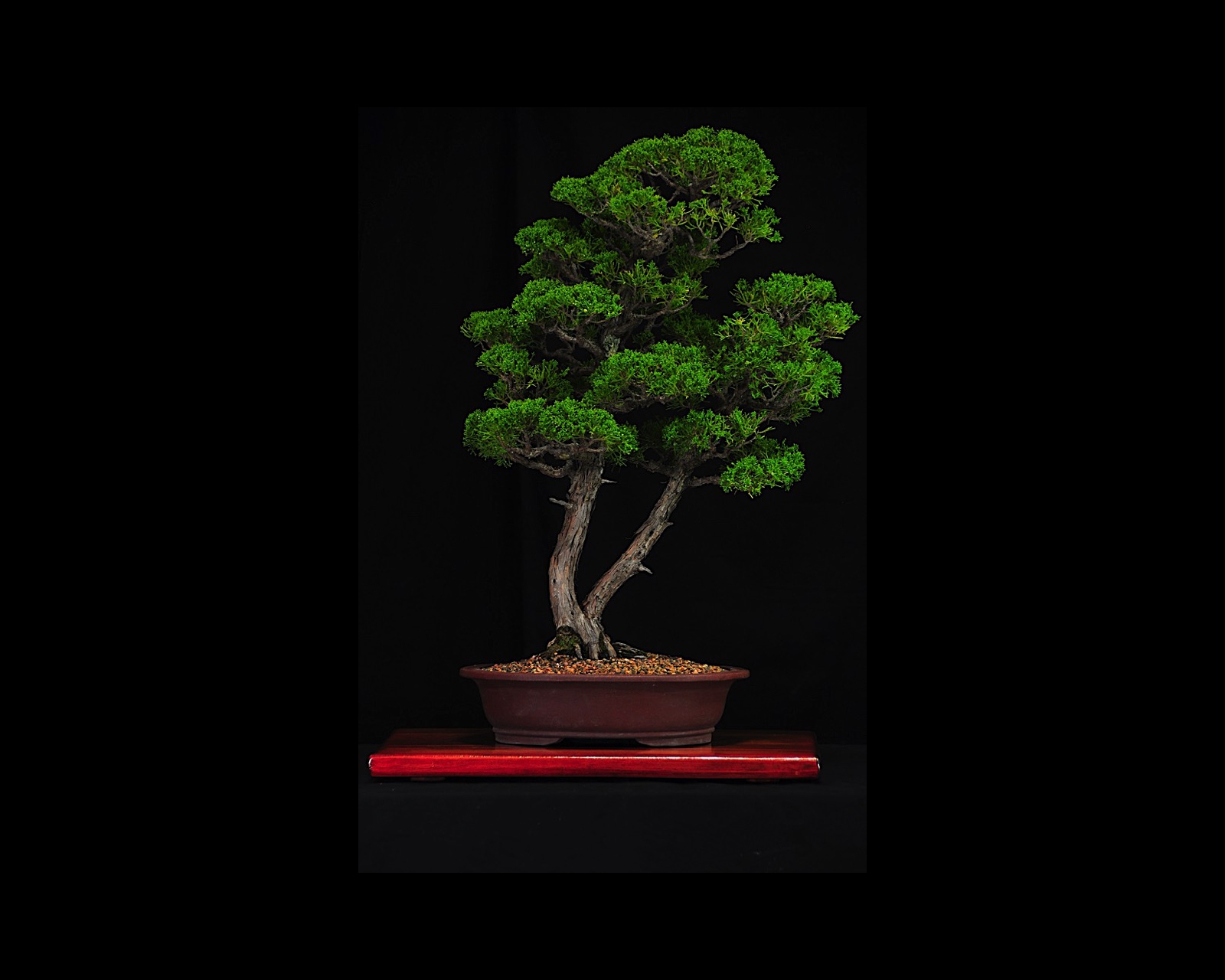 14 Shimpaku Juniper