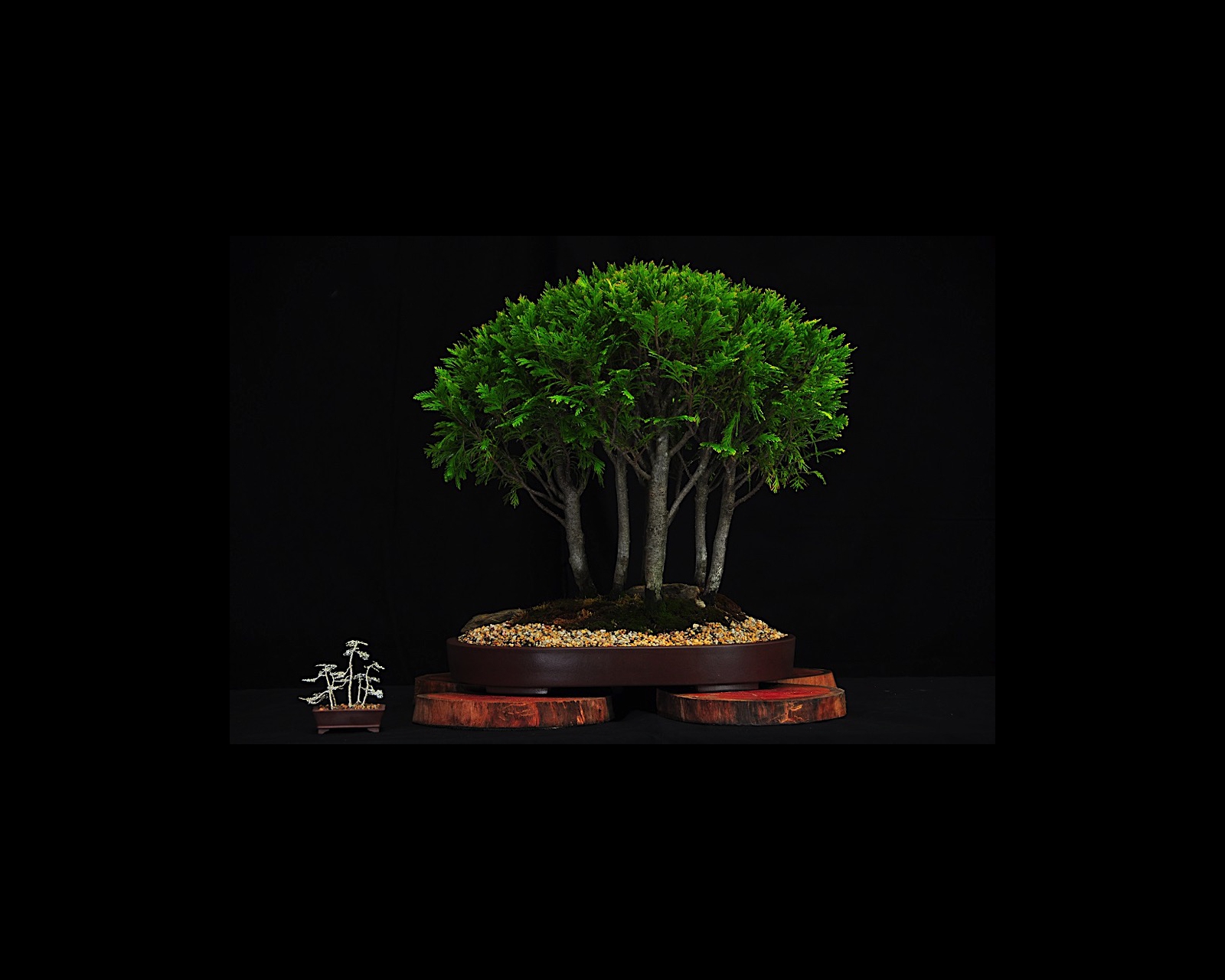 15 Book Leaf Pine
