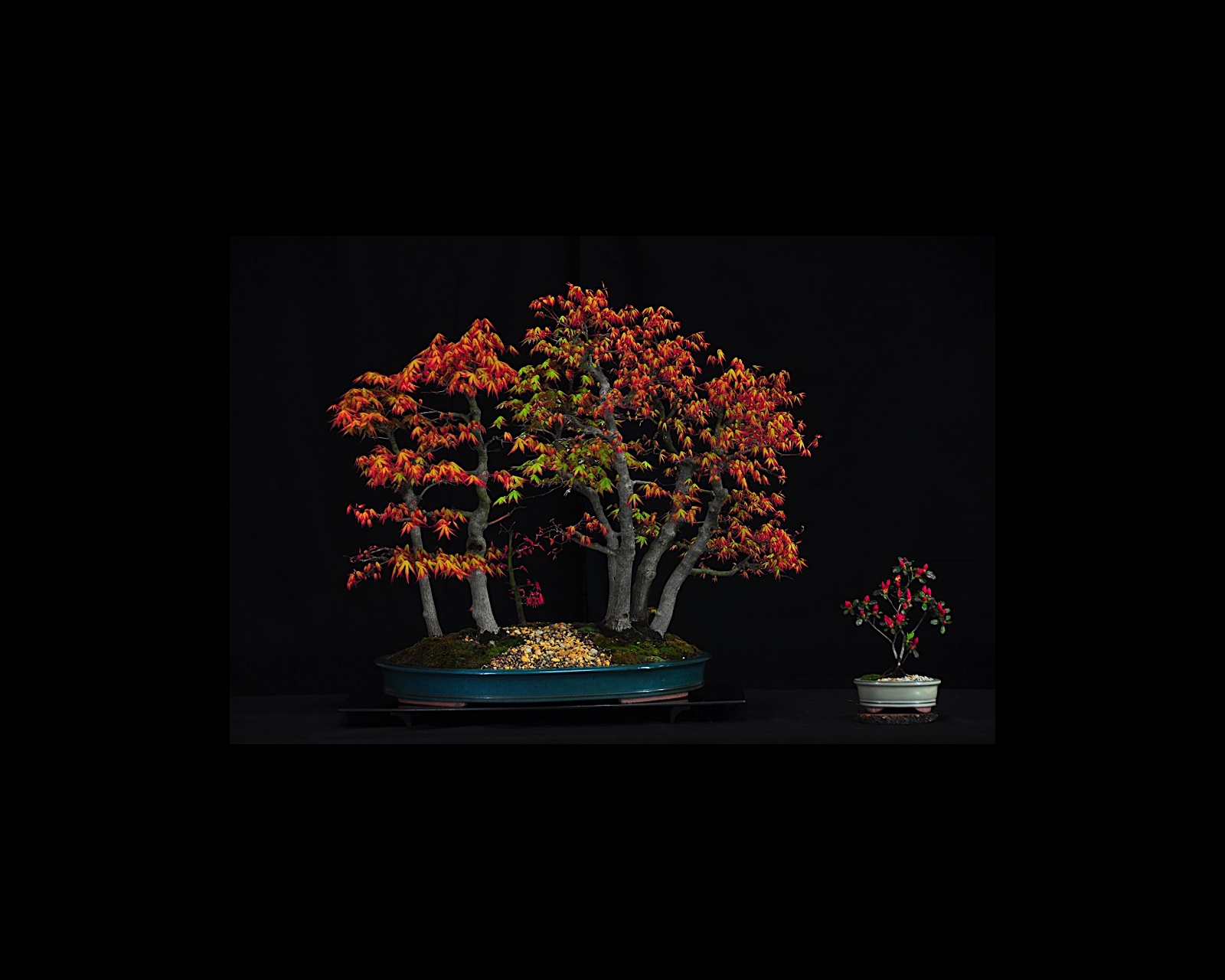 17 Japanese Maple