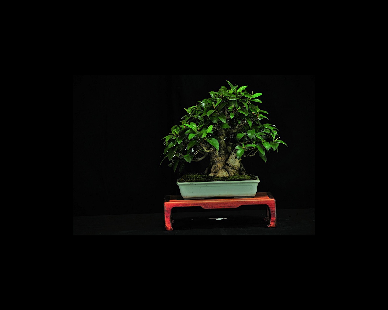 18 Port Jackson Fig