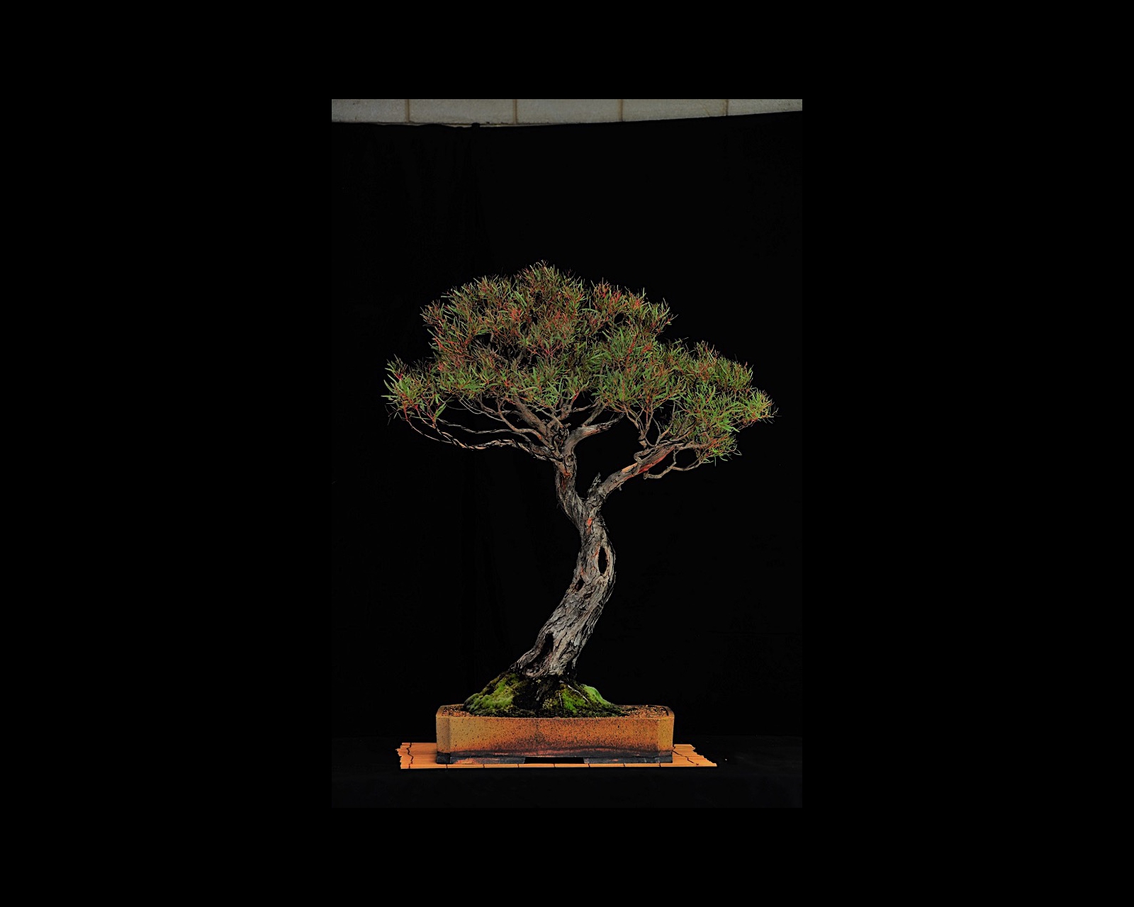 20 Eucalyptus Nicholii