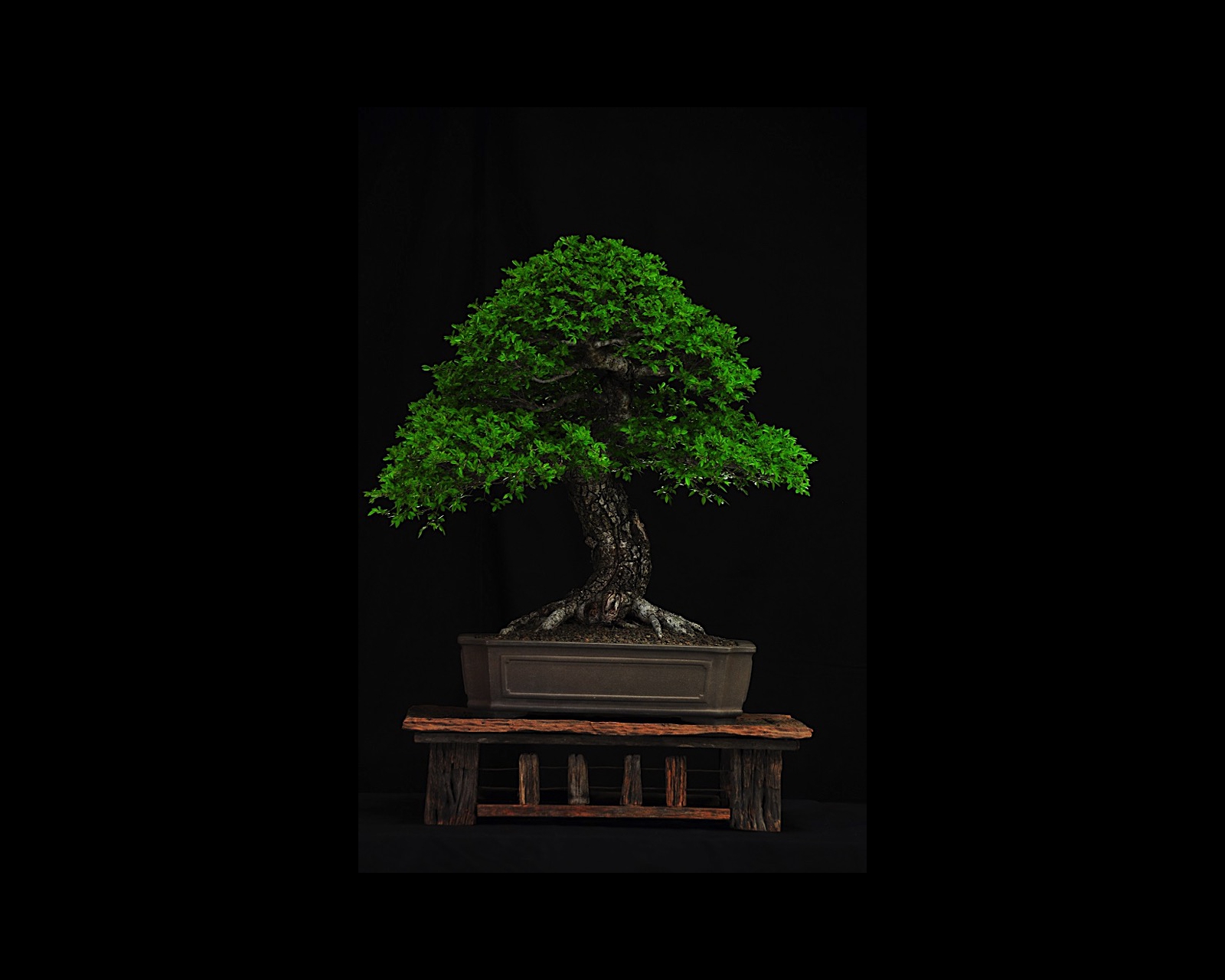 21 Corky Bark Chinese Elm