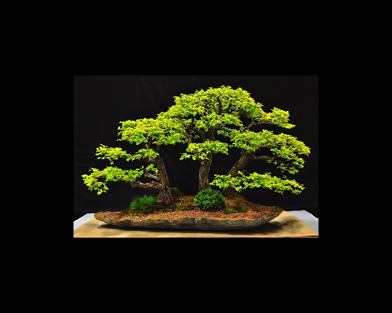 22 Japanese Zelkova