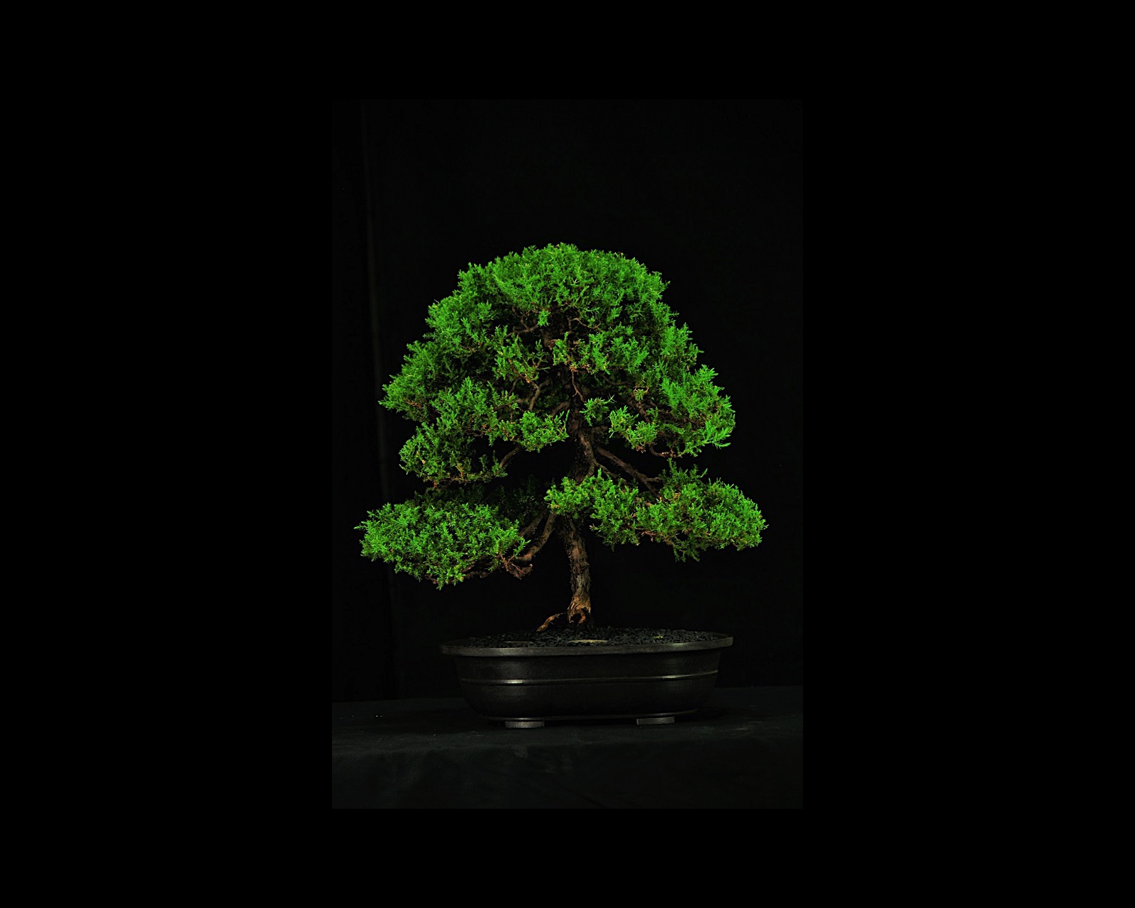 23 Juniper