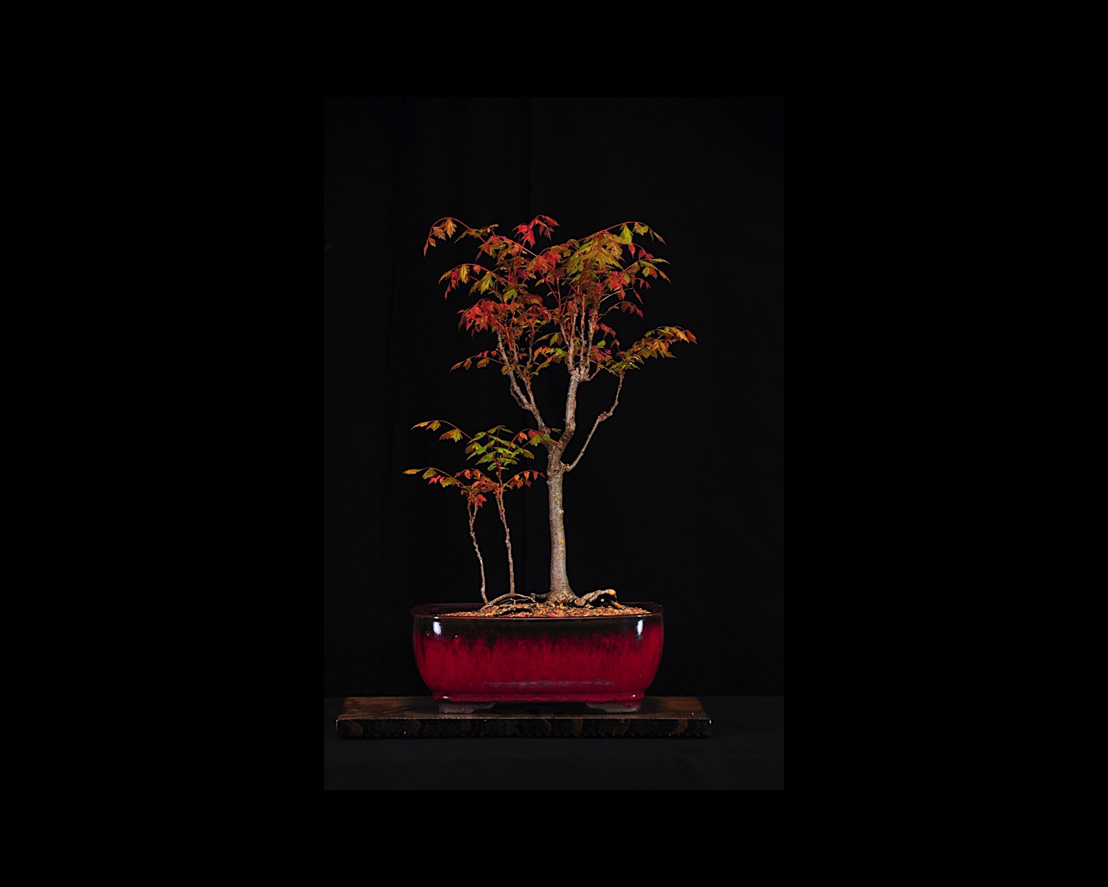 25 Golden Rain Tree