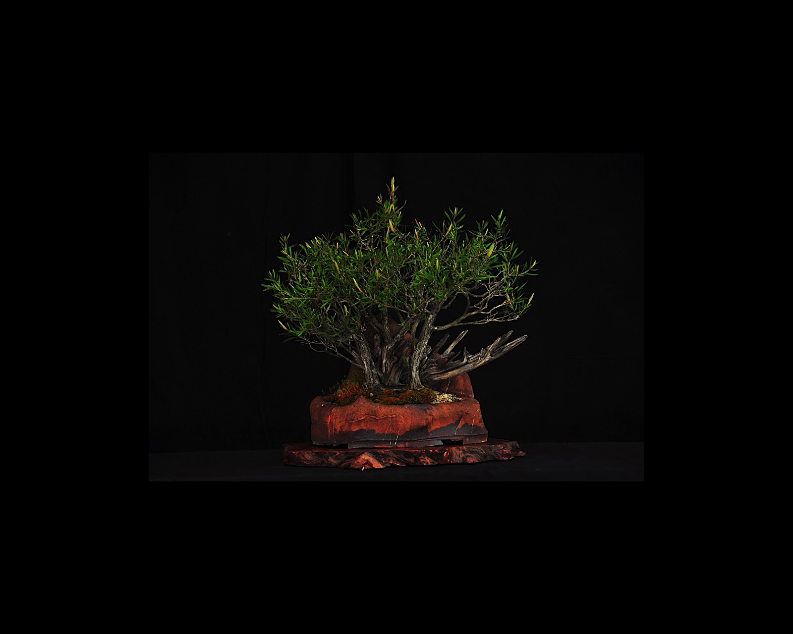26 Bottlebrush