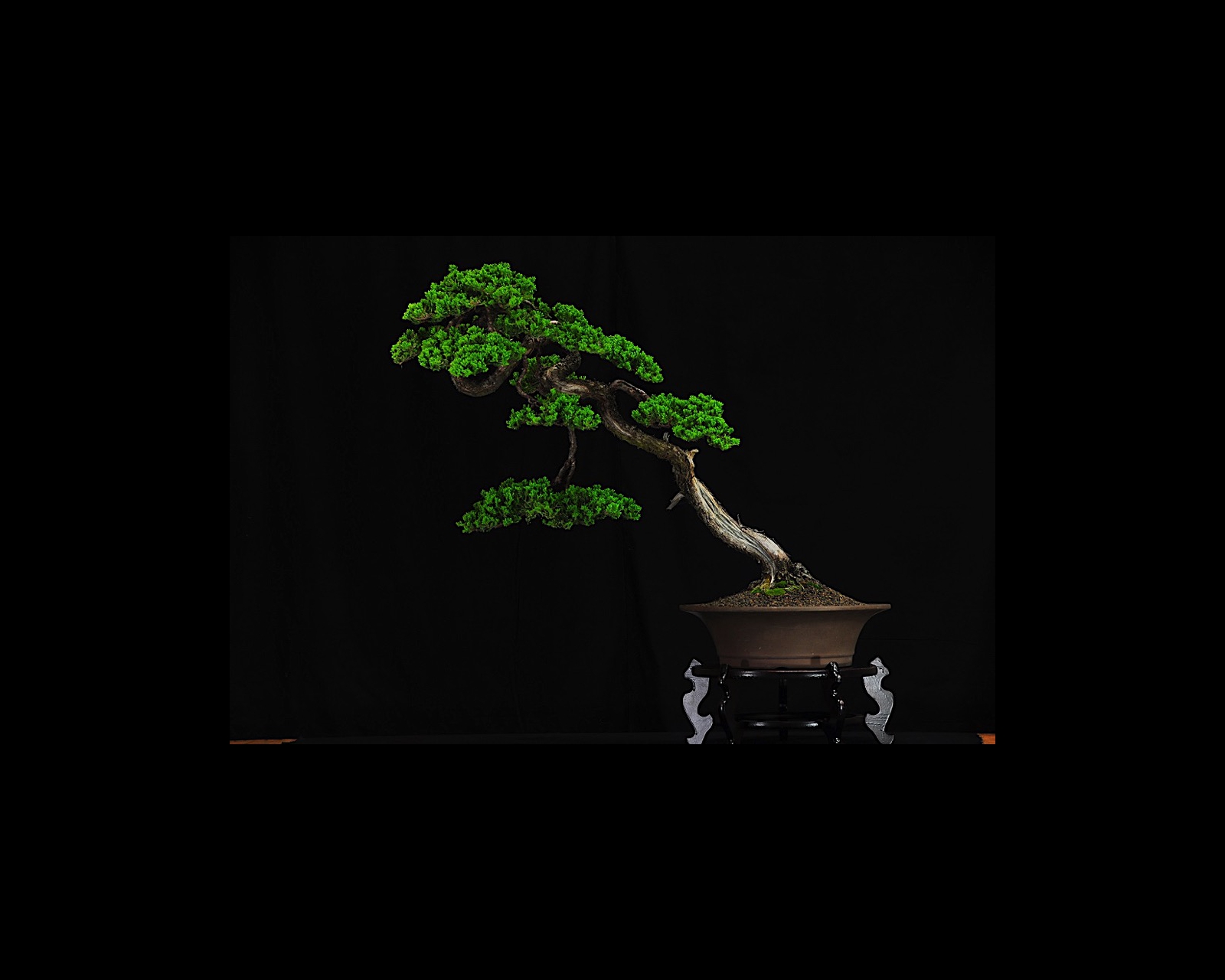 27 Juniper Squamata