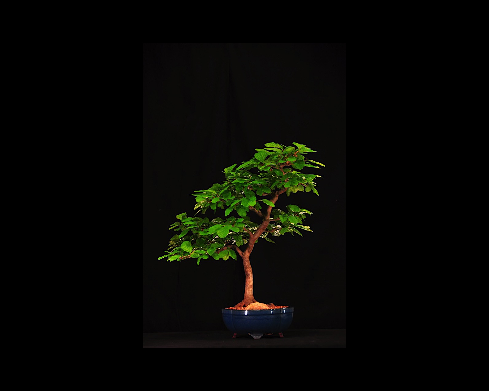 28 Persian Ironwood