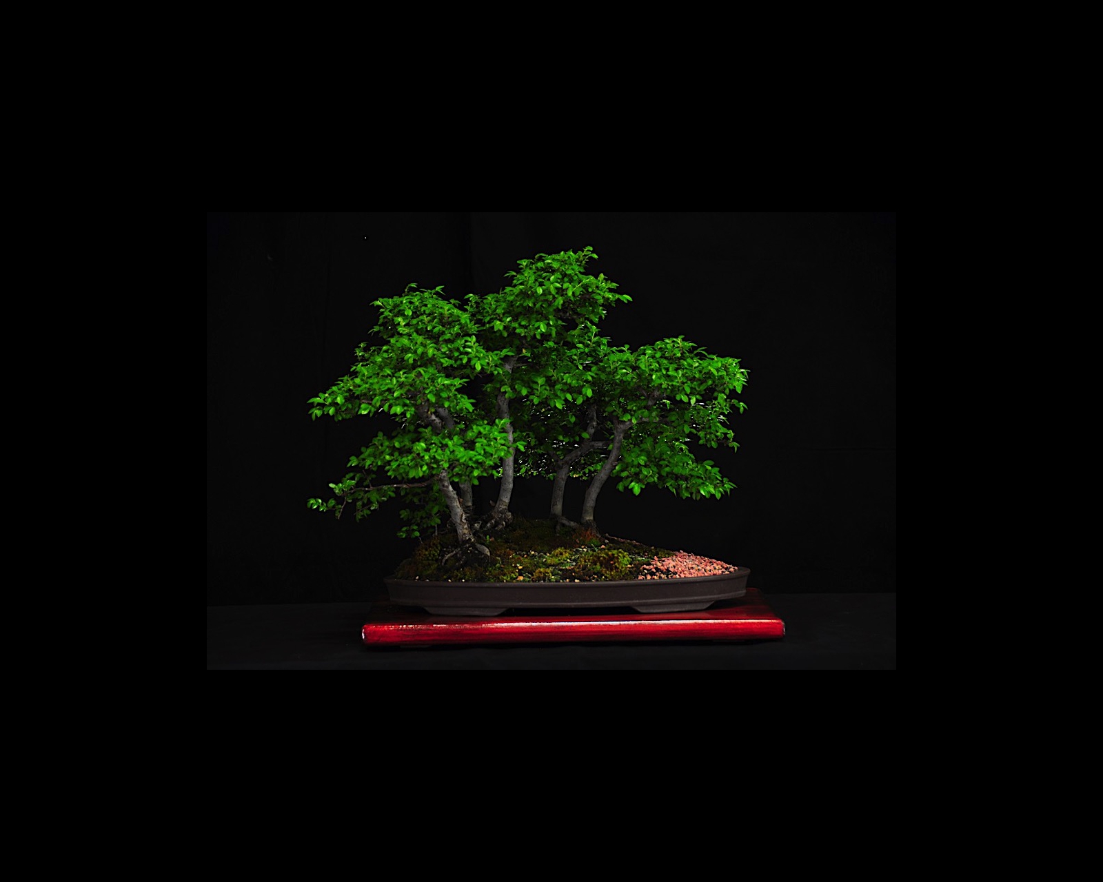 30 Chinese Elm