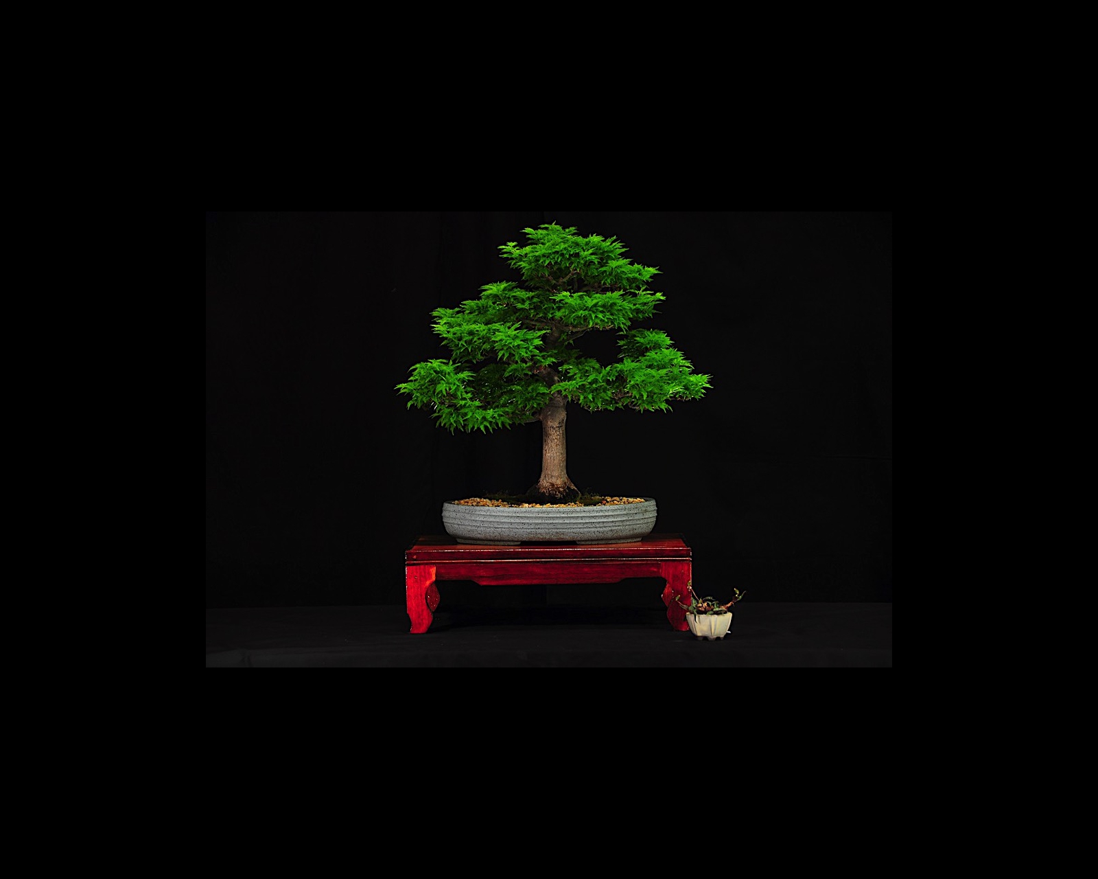 31 Japanese Maple
