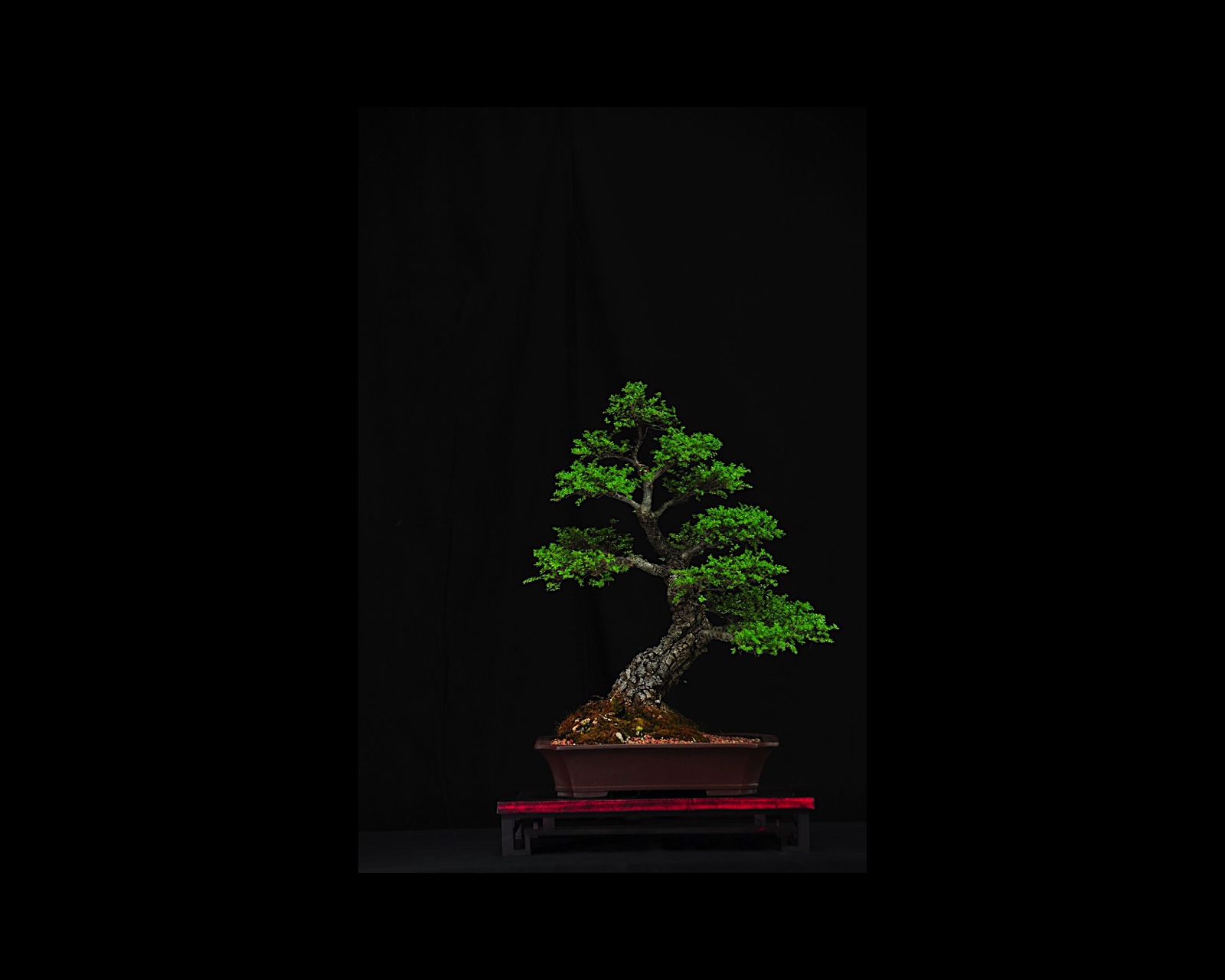 32 NN Seiju Elm