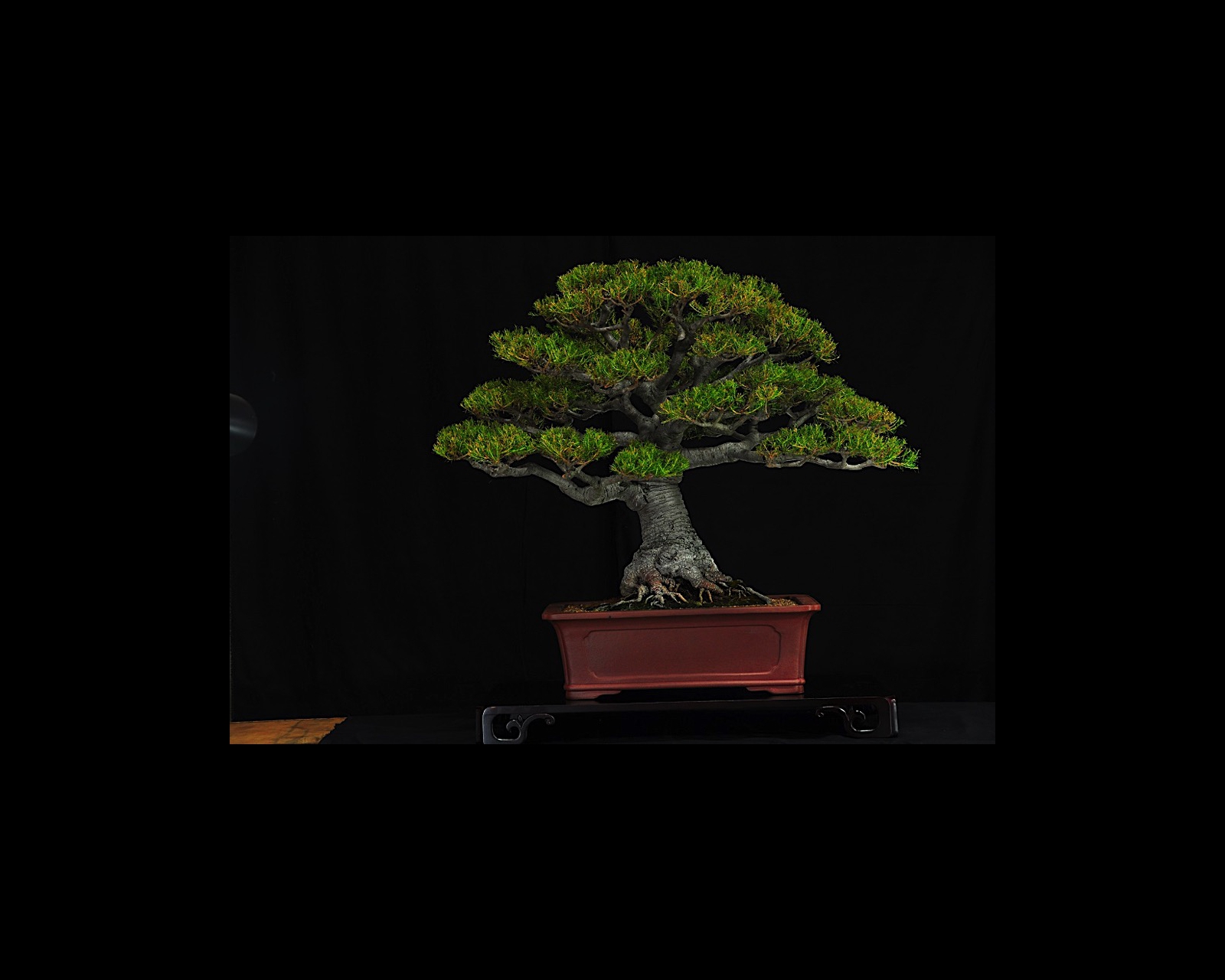 34 Heath Banksia