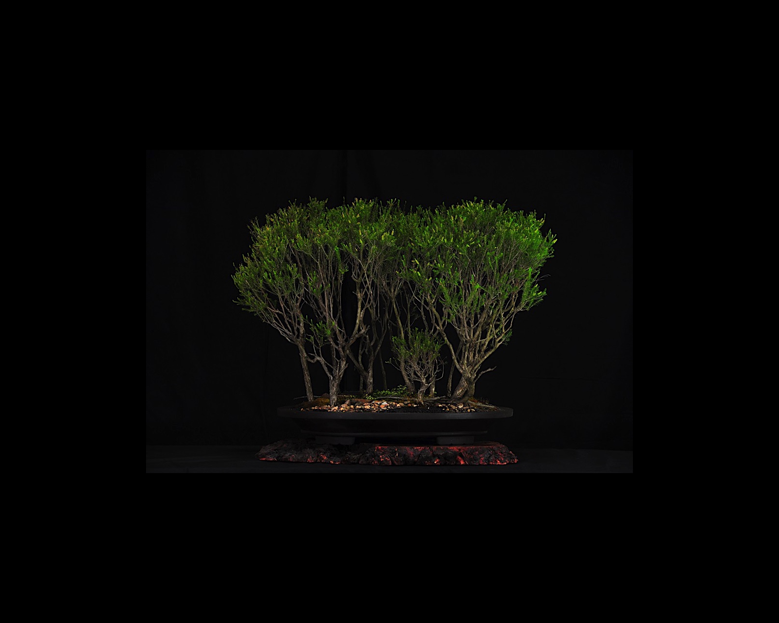 35 Swamp Paperbark