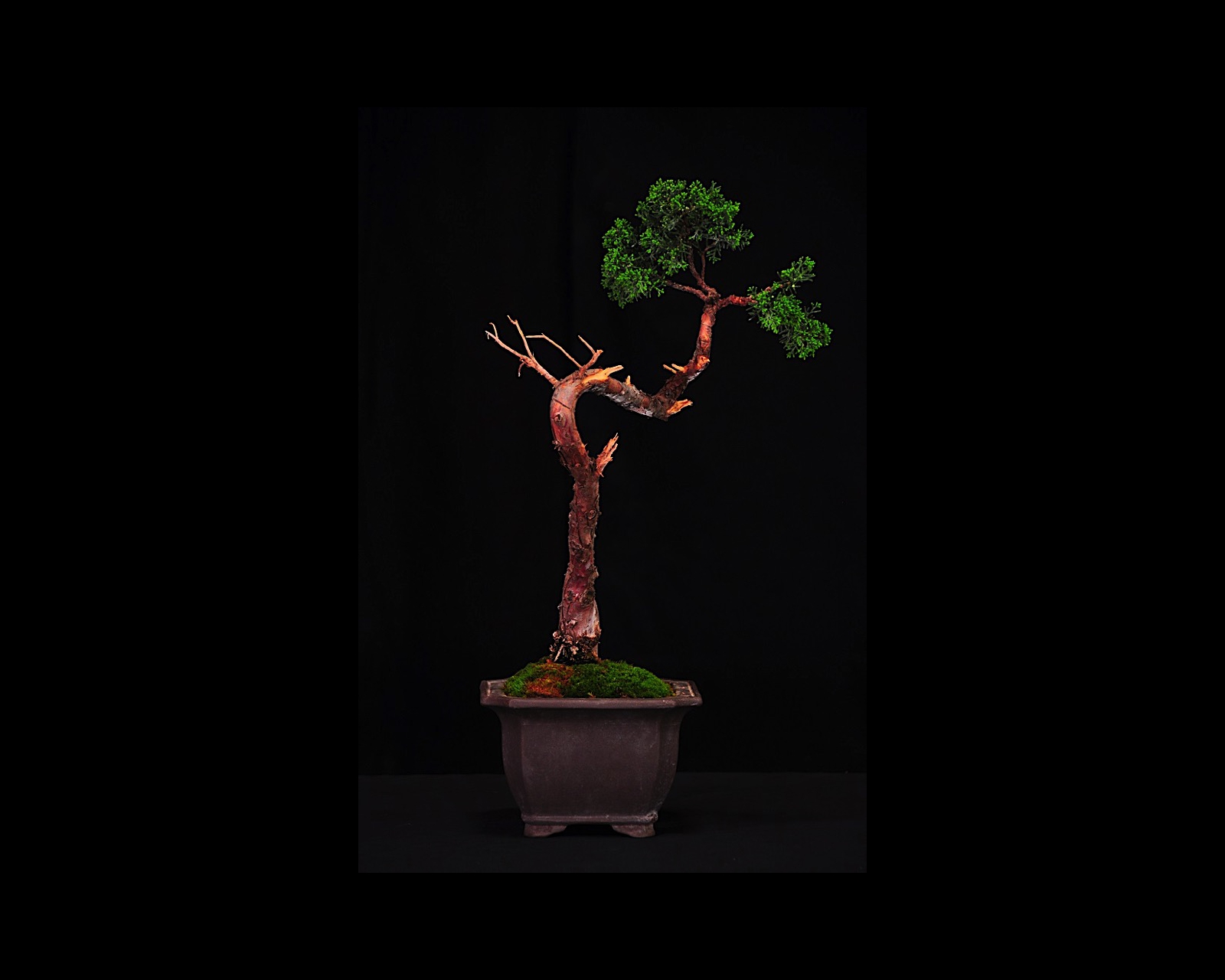 37 Shimpaku Juniper