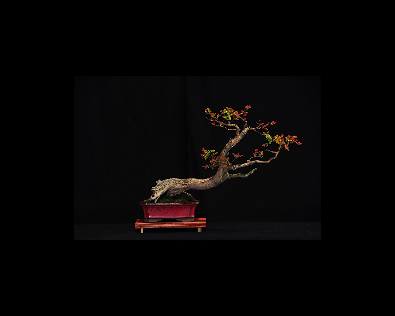 38 Crepe Myrtle